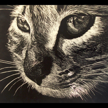 ​Darien Denney, scratchboard​